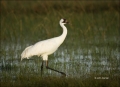 Florida;Whooping-Crane;Crane;Southeast-USA;Grus-americana;one-animal;close-up;co